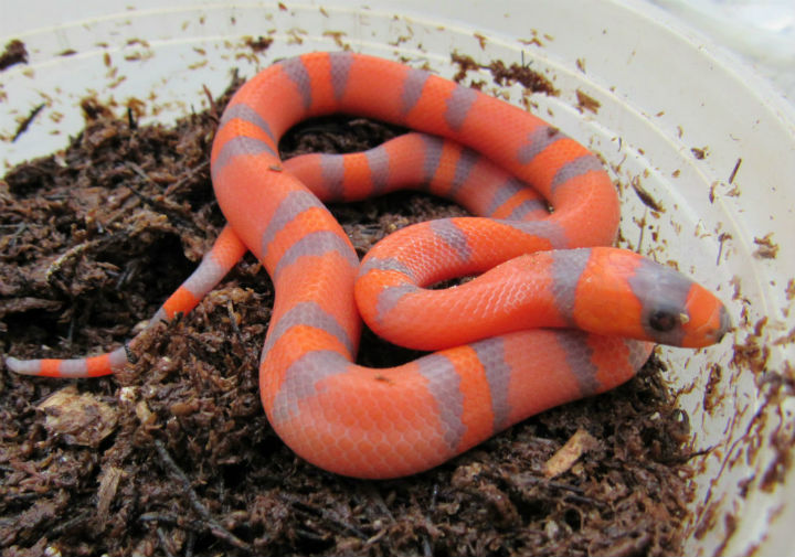 Hypomelanistic Honduran Milksnake